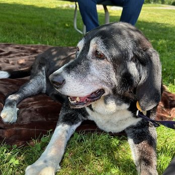 Tender Comforts In Home Pet Euthanasia - Our dear Hamish after having received his sedation shot - Veterinarians Near Me - Flemington, New Jersey