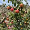 Valkaria Gardens gift card