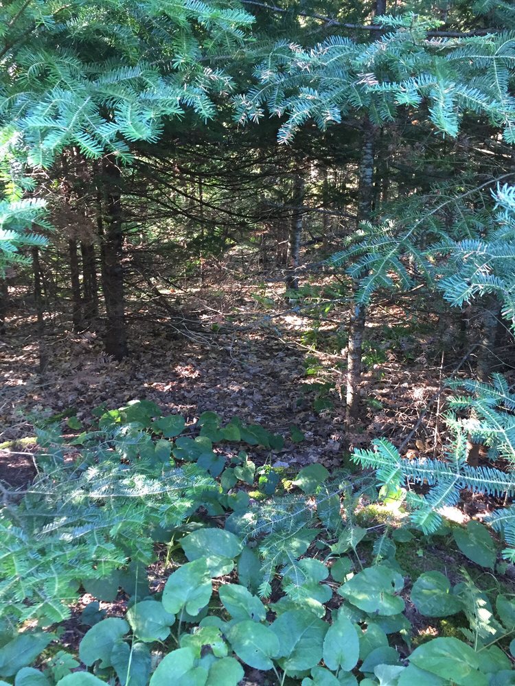 BARK ‘N’ BEAVERS WILDERNESS CAMPGROUND Updated September 2024 10