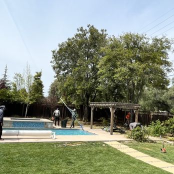 Golden Tree Company - Tree Services Near Me - San Jose, California Golden Tree Company - Tree Services Near Me - San Jose, California