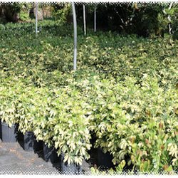 Creek Nursery