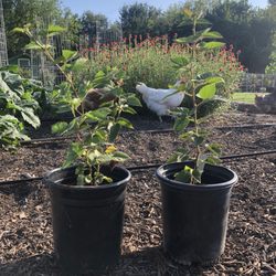 Sunset Trail Farm - We have Blackberry plants for sale!