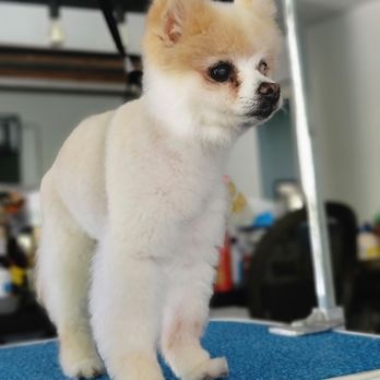 Imprinted Impressions - Lucy - Pet Groomers Near Me Imprinted Impressions - Lucy - Pet Groomers Near Me