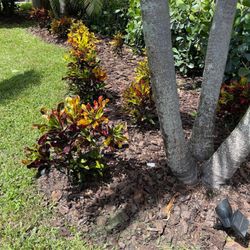 All Clear Landscaping and Tree Service - Before