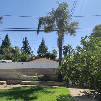 Tree Trimming 4 Less - Before pic of palms in back and lime tree (right) - Tree Services Near Me