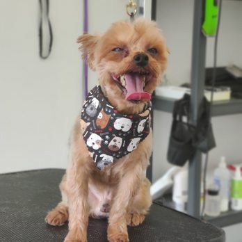 Paws-A-While - Pet Groomers Near Me - Clare, Michigan