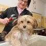 Photo of Steffis Hundesalon