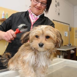 Steffis Hundesalon - Dog Style Steffis Hundesalon Hameln
