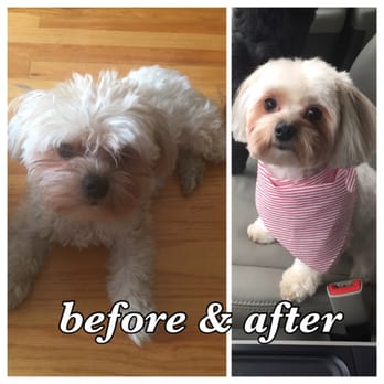 Salon Dog - My Hazel - Pet Groomers Near Me - Chicago, Illinois Salon Dog - My Hazel - Pet Groomers Near Me - Chicago, Illinois