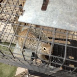Sonoran Pest Control - Captured squirrel