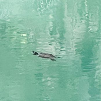 Green Springs Park - Just a little turtle enjoying the spring. - Hiking Near Me - Deltona, Florida