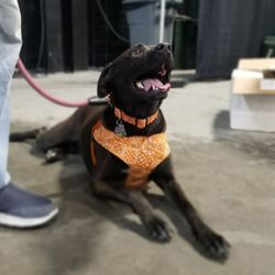Super Pet Expo - Ebony with her new harness.