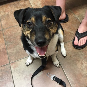 Creature Comforts Veterinary Hospital - The vet is so nice our pup is even ok being here - Veterinarians Near Me - Ankeny, Iowa