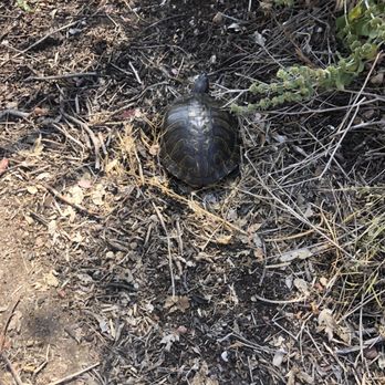 Lake Murray - Turtle - Parks Near Me - La Mesa, California Lake Murray - Turtle - Parks Near Me - La Mesa, California