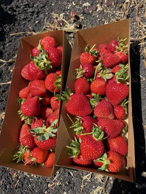 Blue House Farm Strawberry U-Pick and Farmstand by null