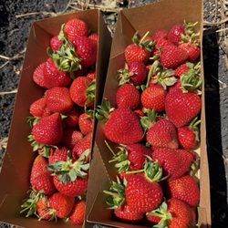 Blue House Farm - The spoils of our u-pick strawberry adventure at Blue House Farm