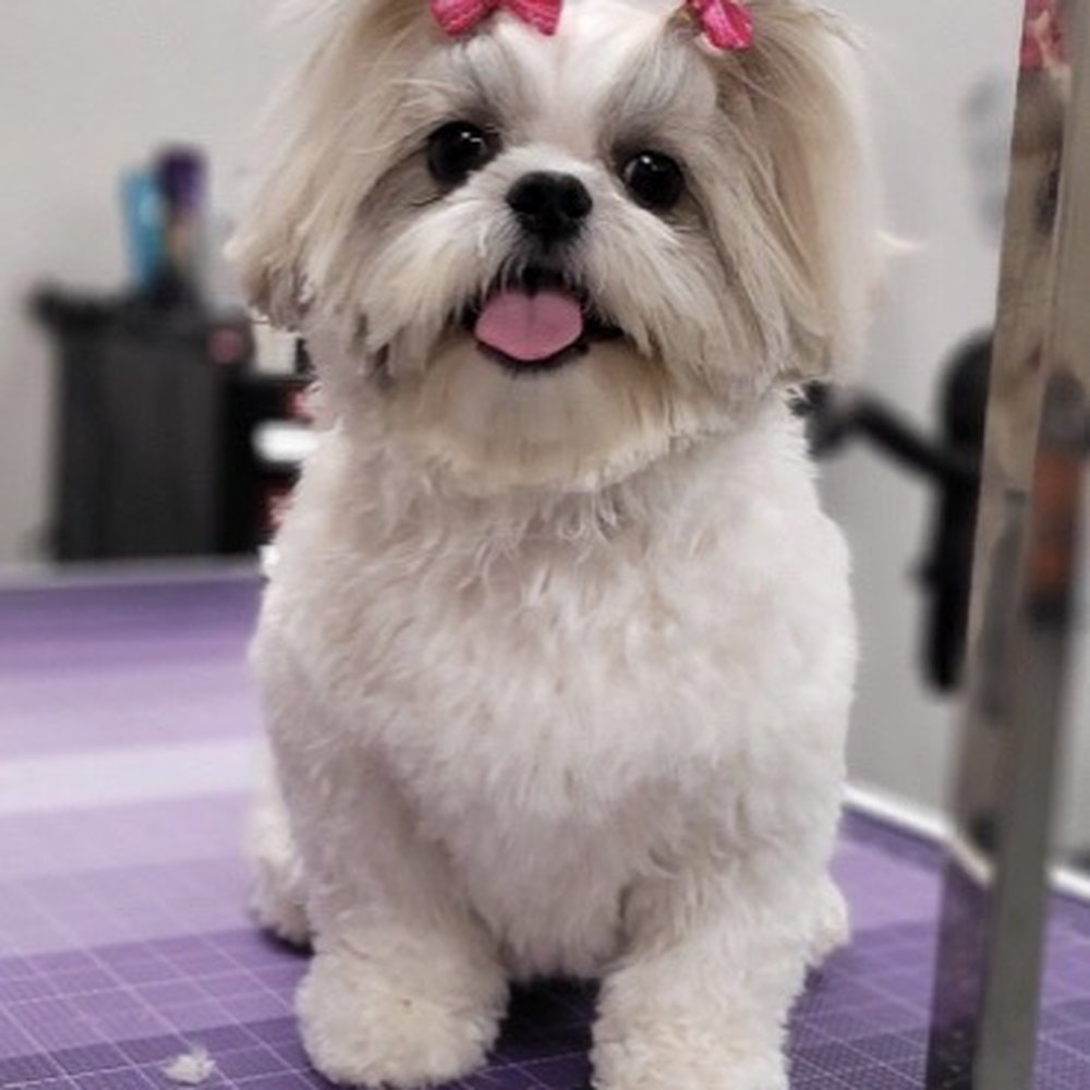 Puppy Face - Pet Groomers Near Me - La Habra, California Puppy Face - Pet Groomers Near Me - La Habra, California