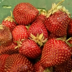 Kaufland - Erdbeeren mit Schimmel....in der Obstauslage....