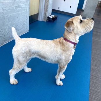 Petland Cincinnati Fairfield - She's extremely healthy. - Pet Stores Near Me - Fairfield, Ohio Petland Cincinnati Fairfield - She's extremely healthy. - Pet Stores Near Me - Fairfield, Ohio