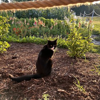 Orchard Kitchen - Curious Farm Cat - Modern European Near Me - Langley, Washington