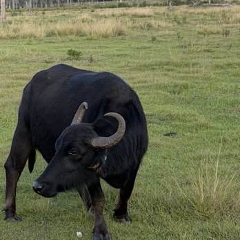 Safari Wilderness Ranch - Tours Near Me - Lakeland, Florida Safari Wilderness Ranch - Tours Near Me - Lakeland, Florida