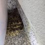 Placer Snake Removal