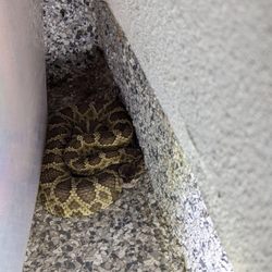 Placer Snake Removal