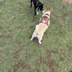 Countryside Park - Rocket meeting other dogs. It was his first time here.