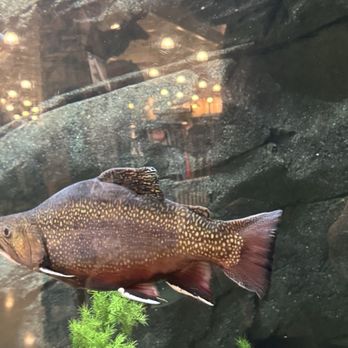 Bass Pro Shops - Another large fish in the tank. - Sporting Goods Near Me - Greenville, South Carolina Bass Pro Shops - Another large fish in the tank. - Sporting Goods Near Me - Greenville, South Carolina