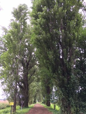 Hokkaido University by null