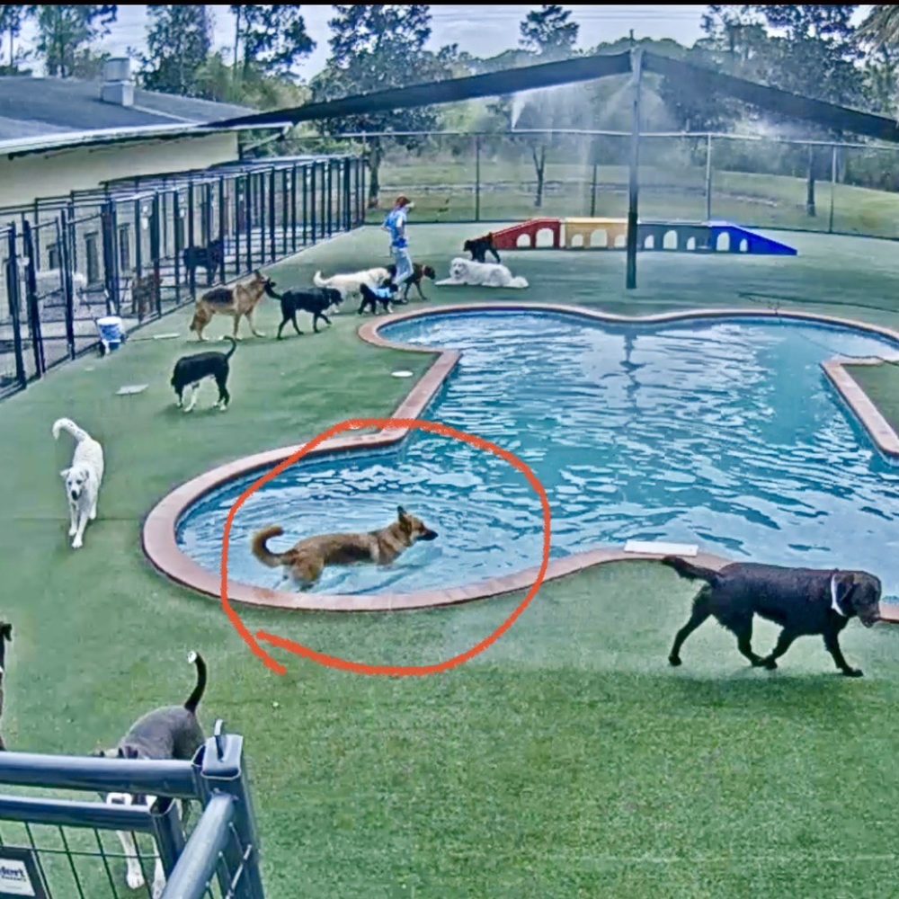 Pet Paradise St. Augustine - Our dog Rider enjoying the pool - Pet Training Near Me - St. Augustine, Florida