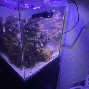 Ghost Reef Aquatics - Aquarium Services Near Me Ghost Reef Aquatics - Aquarium Services Near Me
