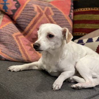 Eye Care for Animals - Avondale - Veterinarians Near Me - Avondale, Arizona