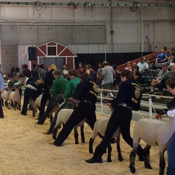 Arizona Exposition & State Fair - Keep them lambs under control and win the big prize - Festivals Near Me - Phoenix, Arizona Arizona Exposition & State Fair - Keep them lambs under control and win the big prize - Festivals Near Me - Phoenix, Arizona