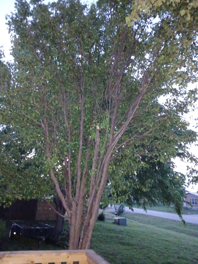 Slide of NTX Tree Service