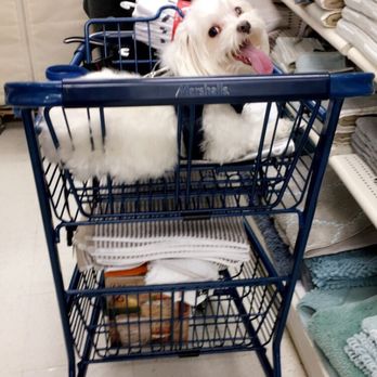 Marshalls - So many dogs! :) - Department Stores Near Me - San Mateo, California Marshalls - So many dogs! :) - Department Stores Near Me - San Mateo, California