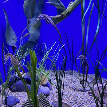 Downtown Aquarium - Seahorse - Museums Near Me - Denver, Colorado Downtown Aquarium - Seahorse - Museums Near Me - Denver, Colorado