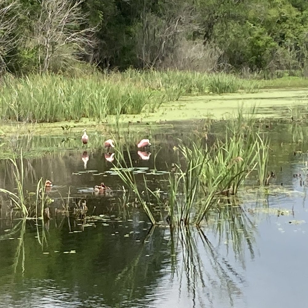 Brazos Bend State Park - Spoonbills and ducks. - Parks Near Me - Needville, Texas