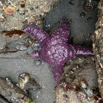 Ruby Beach - Beaches Near Me Ruby Beach - Beaches Near Me