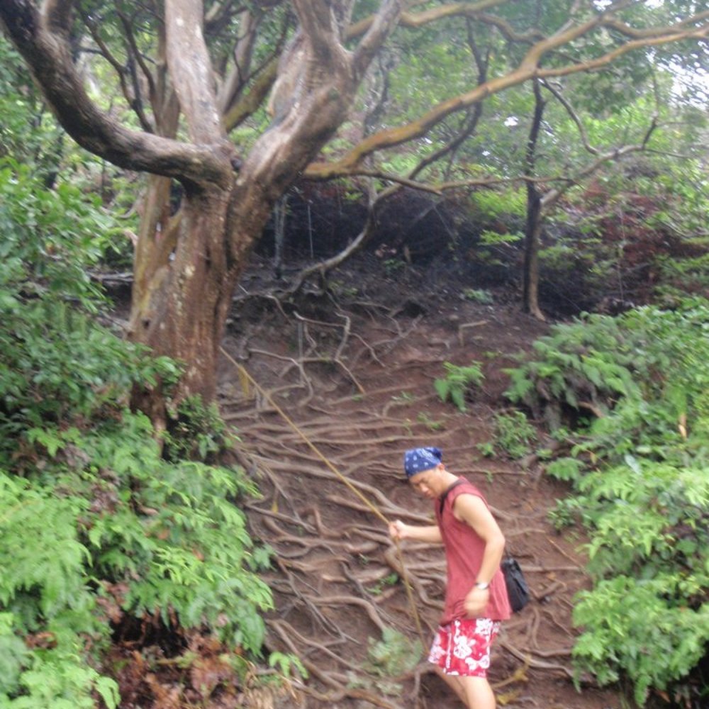 Hawaii Loa Ridge Trail - Hiking Near Me - Honolulu, Hawaii Hawaii Loa Ridge Trail - Hiking Near Me - Honolulu, Hawaii