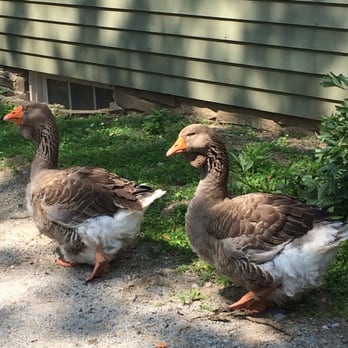 The Village At Black Creek - Museums Near Me - Downsview, Ontario