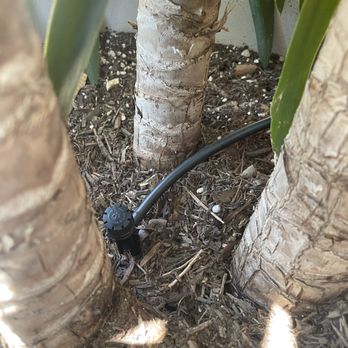 Grace Irrigation & Landscape - a hose connected to a palm tree - Irrigation Near Me - Austin, Texas Grace Irrigation & Landscape - a hose connected to a palm tree - Irrigation Near Me - Austin, Texas