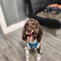 Poodles And Bob Spa