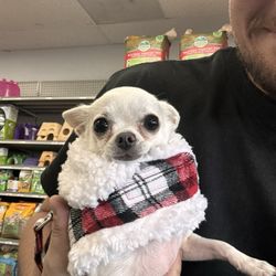 Dunedin Pet Supply - Baby Mia shopping for her New York trip next month!