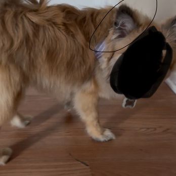 Grooming Cottage - Pet Groomers Near Me - Long Beach, California