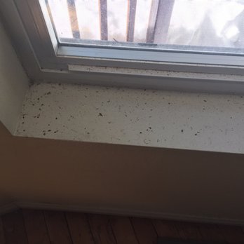 Big Bear Cool Cabins - Yummy crumbs and dirt waited on every window ledge - Property Management Near Me - Big Bear Lake, California