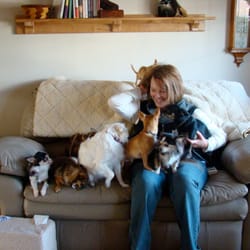 Wet Noses and Company - The chihuahua village!