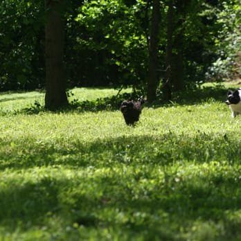 Camp 4 paws - Pet Sitting Near Me - Memphis, Tennessee Camp 4 paws - Pet Sitting Near Me - Memphis, Tennessee