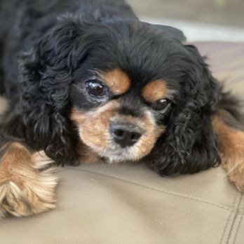 Desert Veterinary Medical Specialist - The Sweetest Little Dog - Veterinarians Near Me - Gilbert, Arizona Desert Veterinary Medical Specialist - The Sweetest Little Dog - Veterinarians Near Me - Gilbert, Arizona