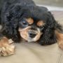 Photo of Desert Veterinary Medical Specialist